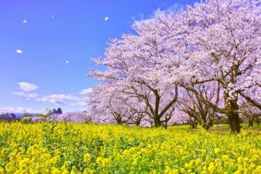 大学生は春休みに何をするべきか｜おすすめの過ごしかたや注意点を紹介